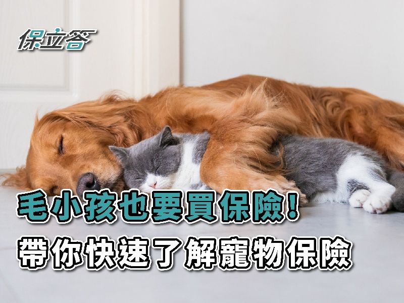 「我家毛小孩也要保保險！」寵物保險怎麼保?帶你快速了解寵物險